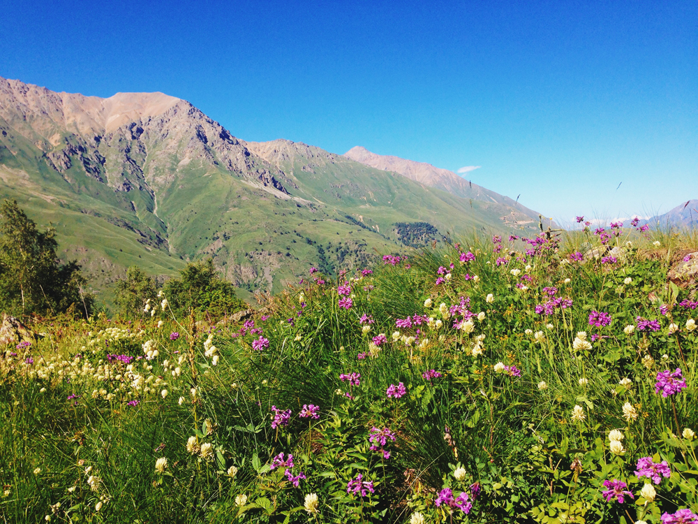 цветы в горах Эльбрус - спити.ру 