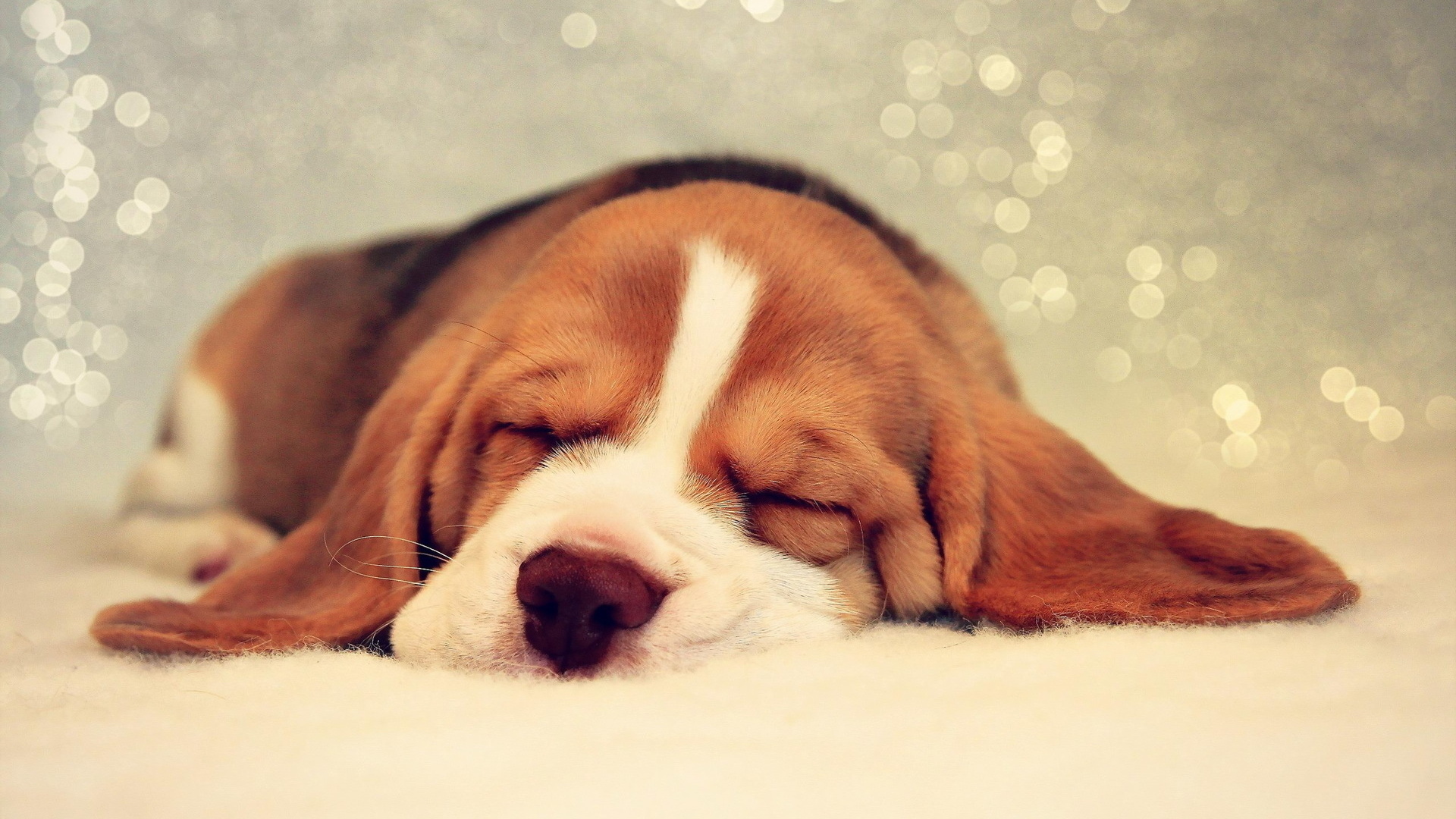 Animals-Dogs-A-Basset-Hound-is-looking-tenth-dream-049546-